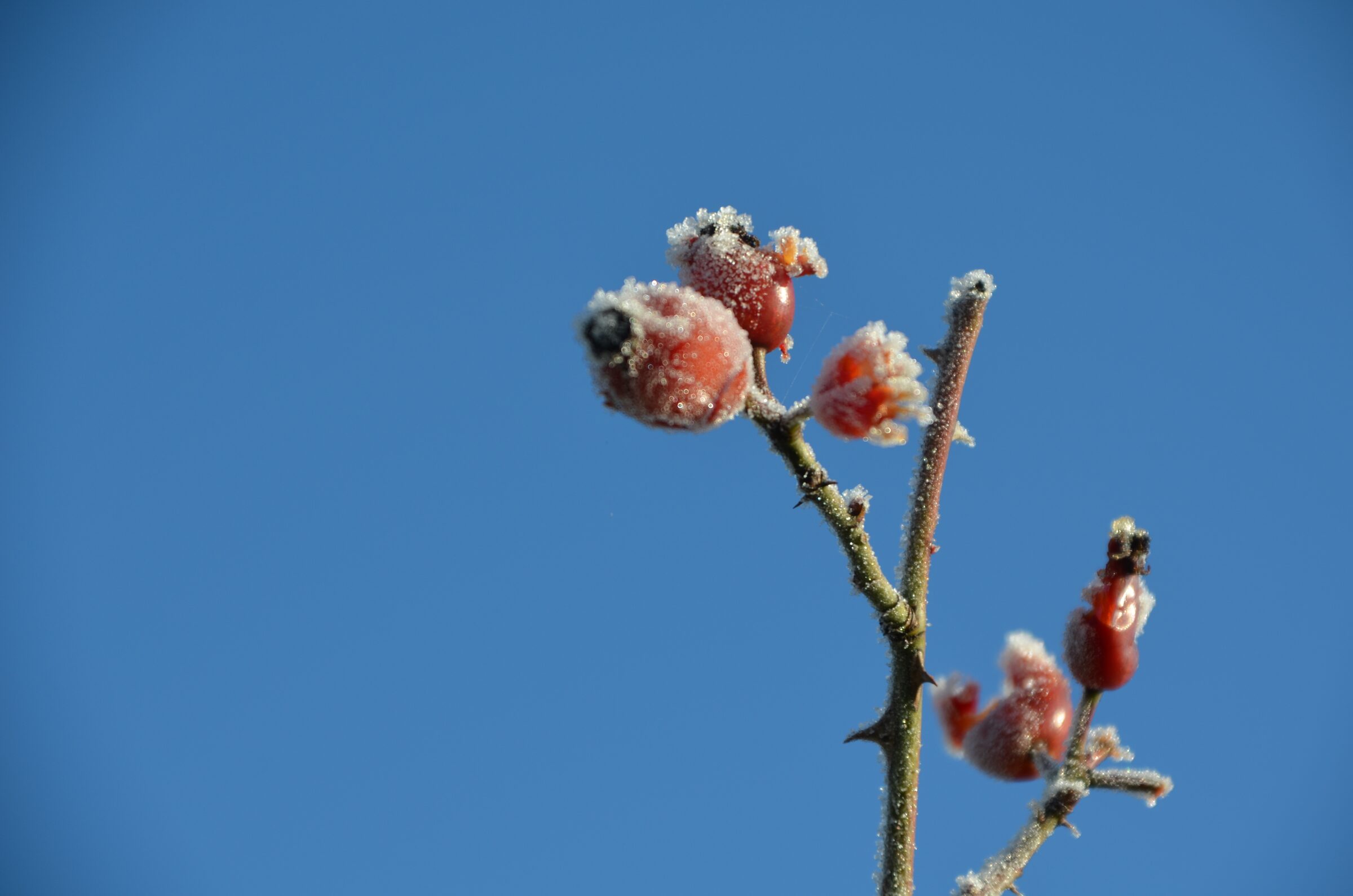 Frosted rose hips on a thorny branch against a clear blue winter sky.